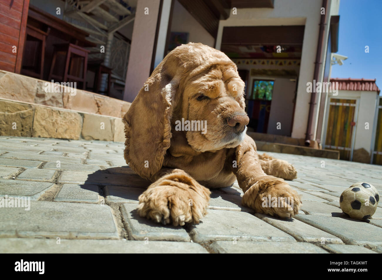 Cane Cocker Spaniel, colore oro Foto Stock
