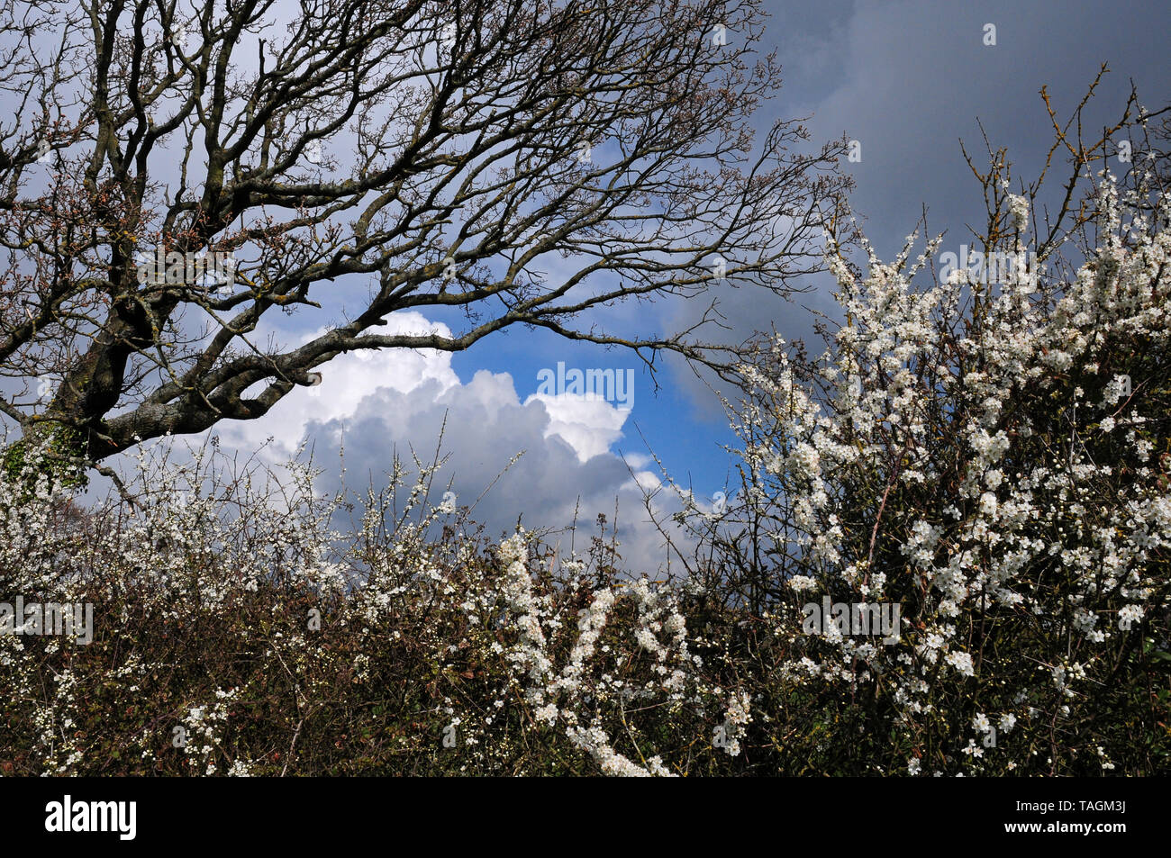 Cumulo nimbus nuvole formando in primavera. Foglie di quercia emergenti. Prugnolo in fiore. Foto Stock