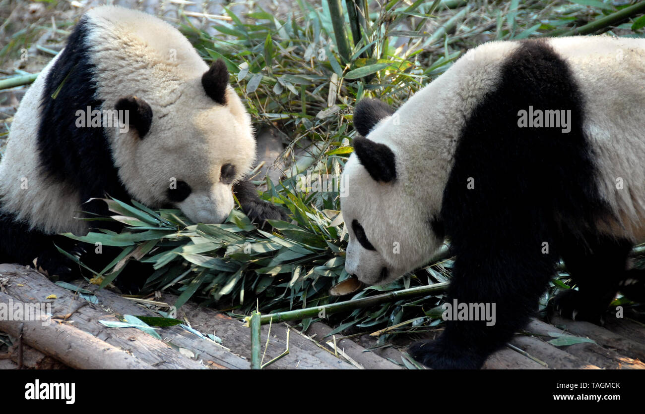 Due panda a Chengdu Panda riserva (Chengdu Research Base del Panda Gigante da allevamento) in Sichuan, in Cina. Panda Gigante, i panda, Chengdu, riserva, bambù. Foto Stock