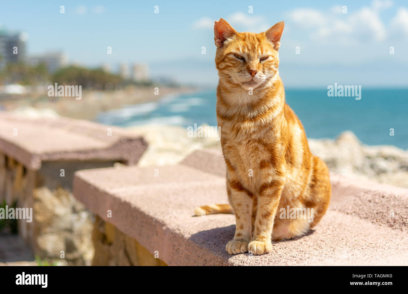 Lo zenzero cat seduto su una parete in una giornata di sole. Foto Stock