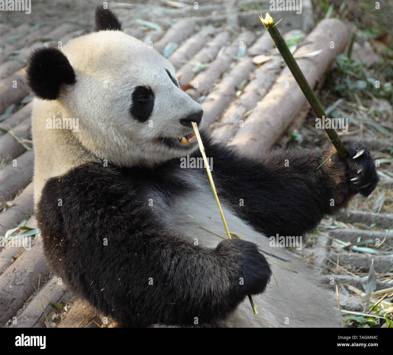 Panda gigante a Chengdu Panda riserva (Chengdu Research Base del Panda Gigante da allevamento) in Sichuan, in Cina. Panda Gigante, i panda, Chengdu, riserva, bambù Foto Stock