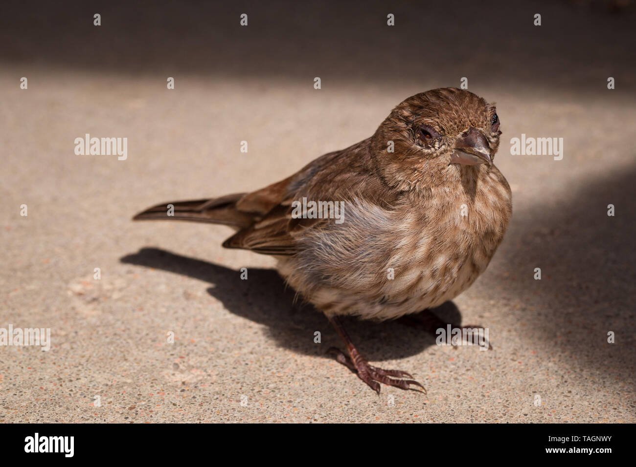 Passero Foto Stock