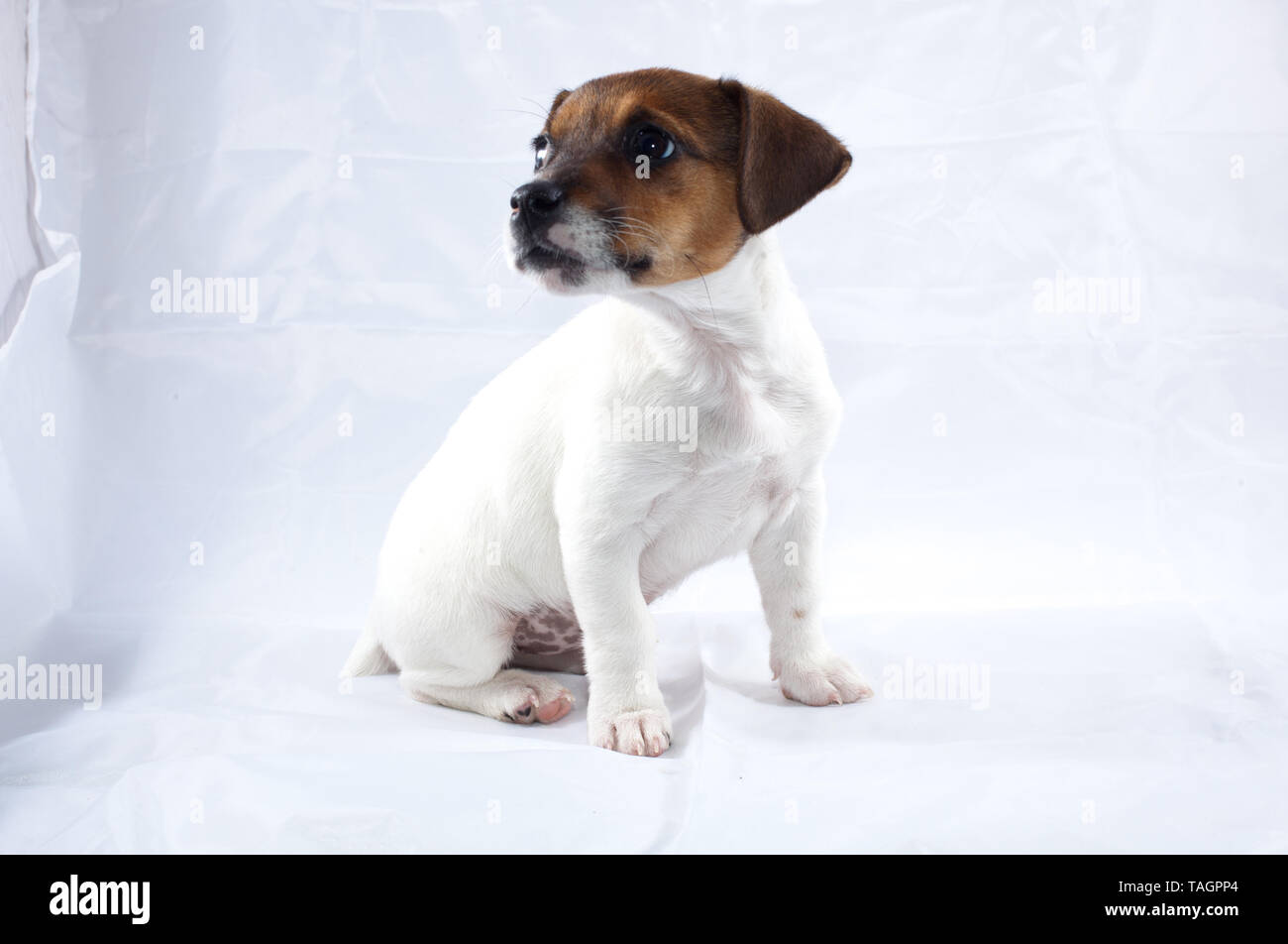 Jack Russell cucciolo senza collare su sfondo bianco Foto Stock