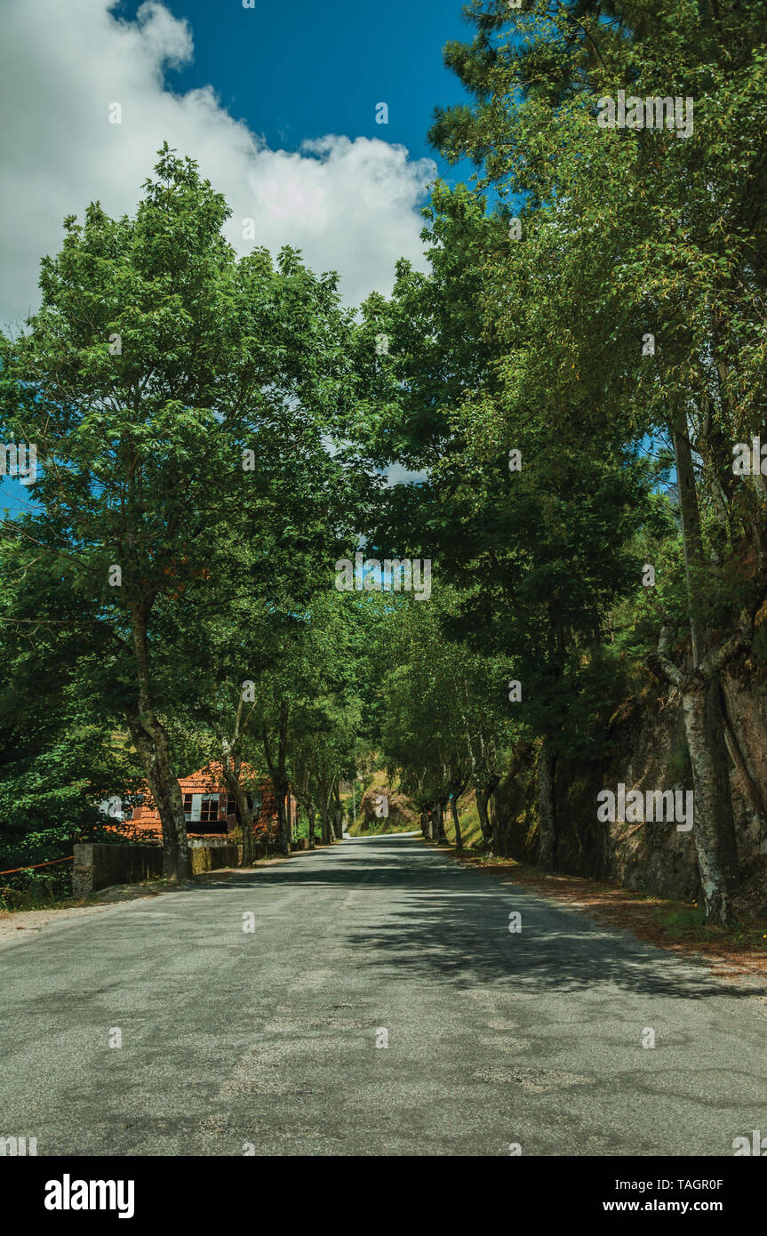 Affascinante strada asfaltata passando attraverso frondosi alberi rivestiti all'entrata del villaggio di Loriga. Noto come il portoghese la Svizzera per il suo paesaggio. Foto Stock
