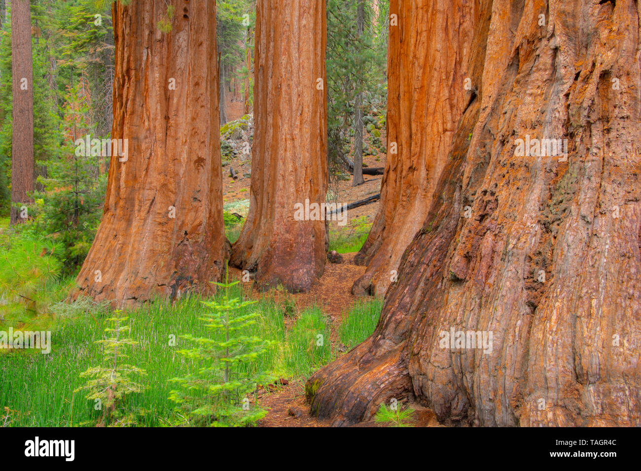 Alberi di sequoia (Sequoiadendron giganteum), Mariposa grove, Yosemite NP, California, USA, da Bill Lea/Dembinsky Foto Assoc Foto Stock