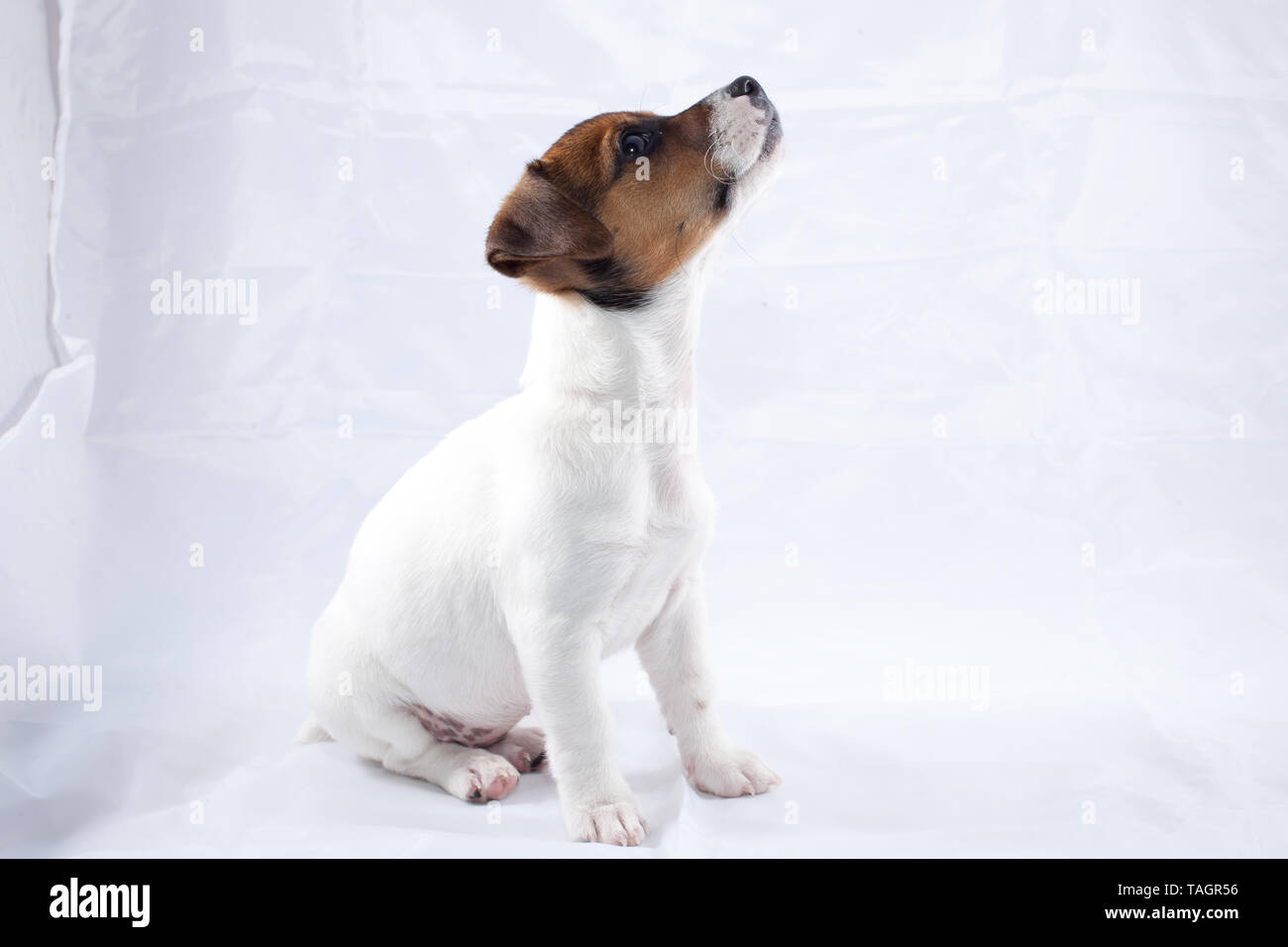Jack Russell cucciolo senza collare su sfondo bianco Foto Stock