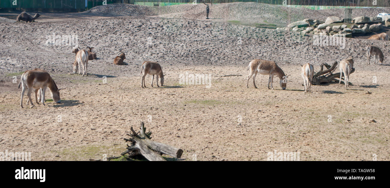 Alcuni simpatici asini al pascolo su terreni adibiti a pascolo con il grigio e marrone colore del suolo del deserto in background Foto Stock