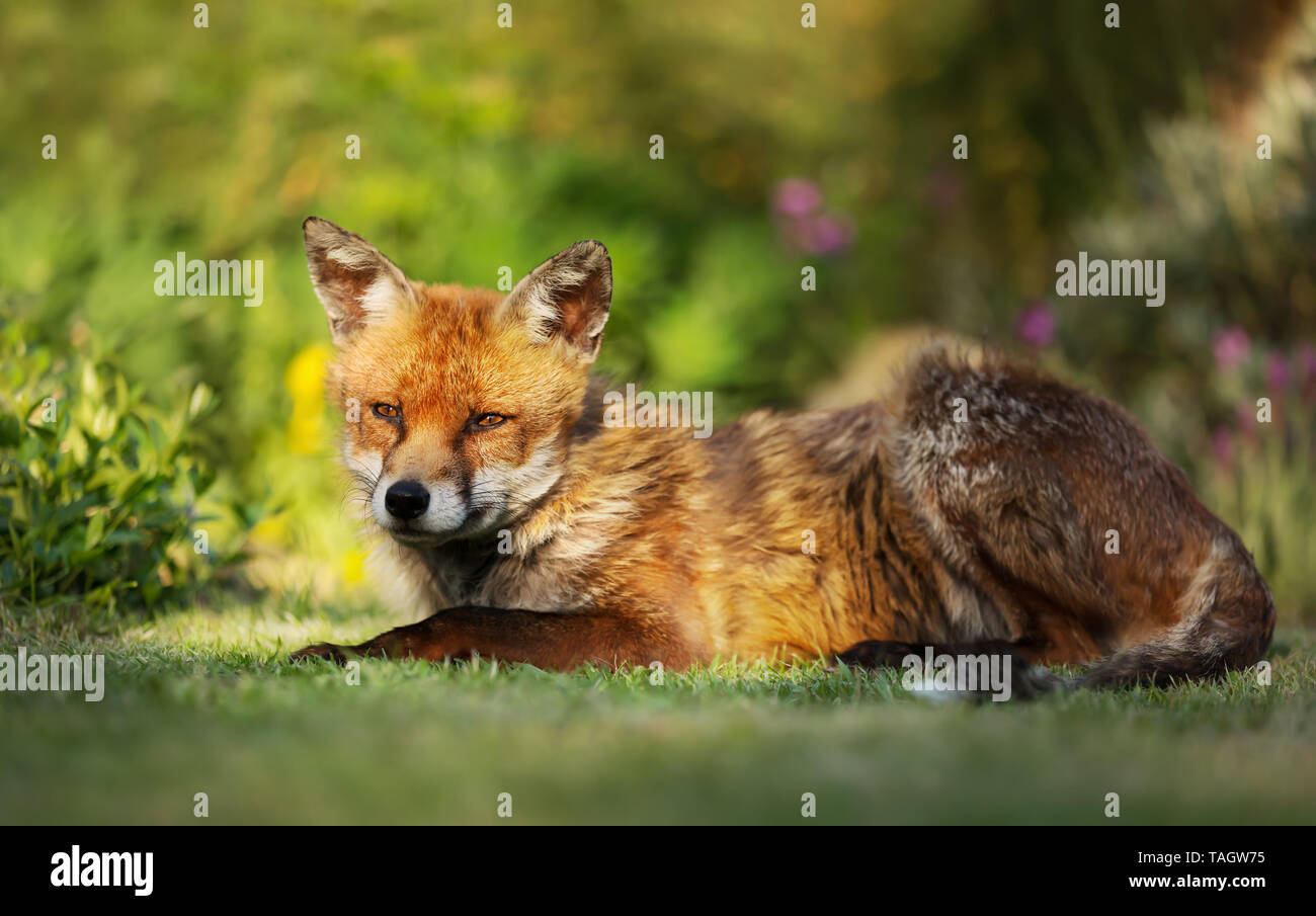 In prossimità di una volpe rossa sdraiati sull'erba, UK. Foto Stock