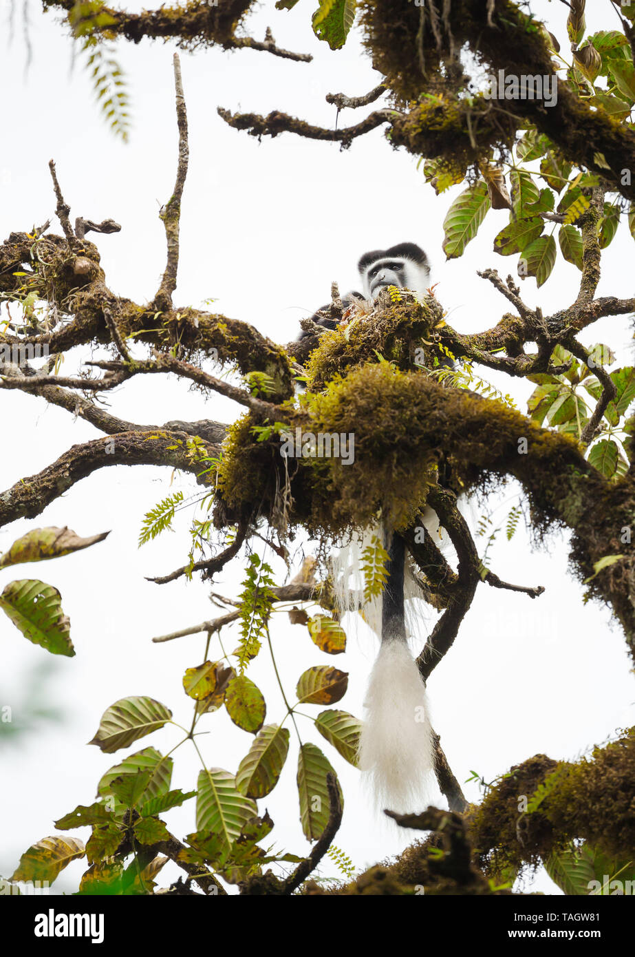 Mantled (guereza Colobus guereza) scimmia nella foresta di Harenna. Bale Mountains National Park, Etiopia. Foto Stock