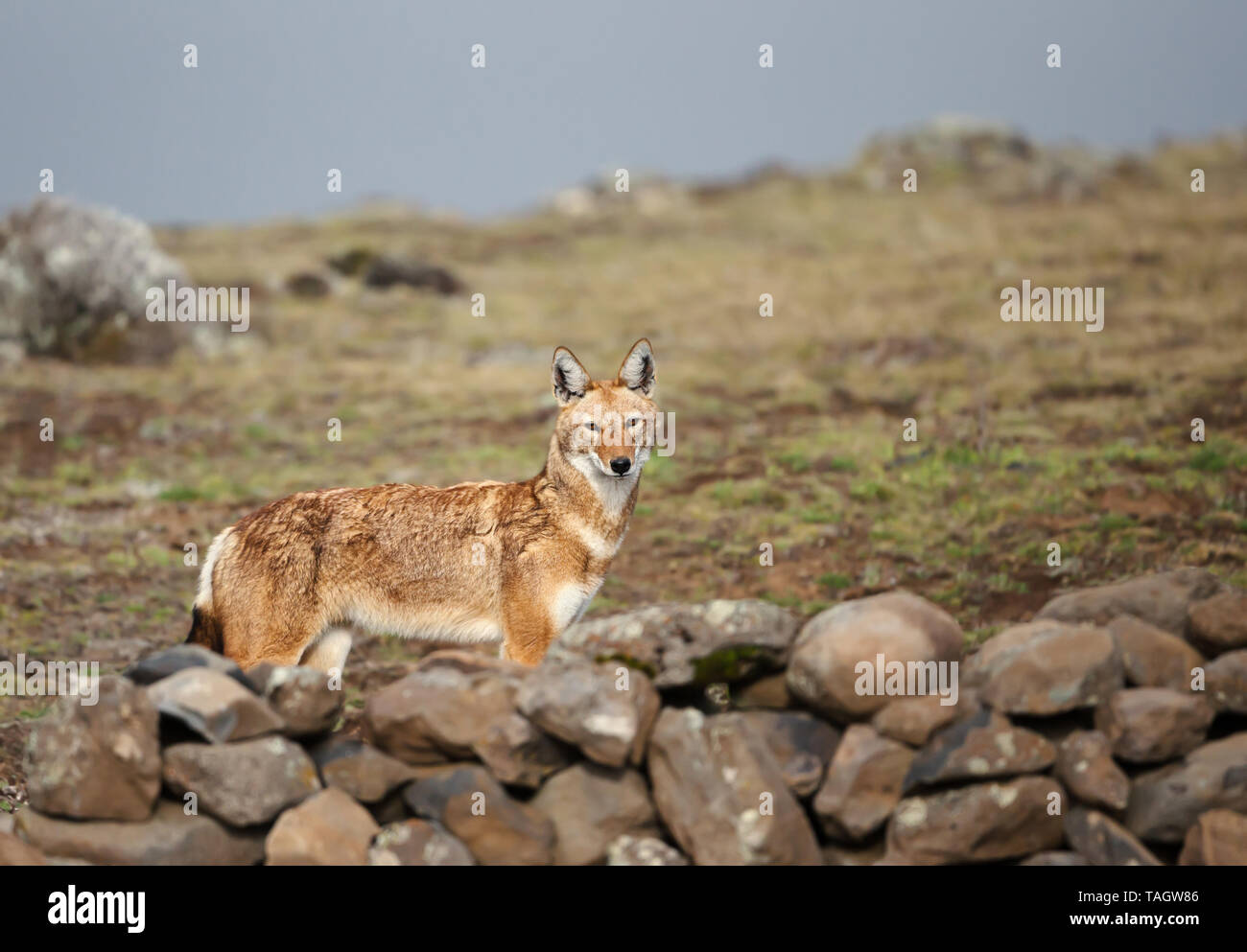 Chiudere fino in pericolo di estinzione lupo etiope (Canis simensis) - canide lo nativo di altopiani etiopi, montagne di balle, Etiopia. Foto Stock
