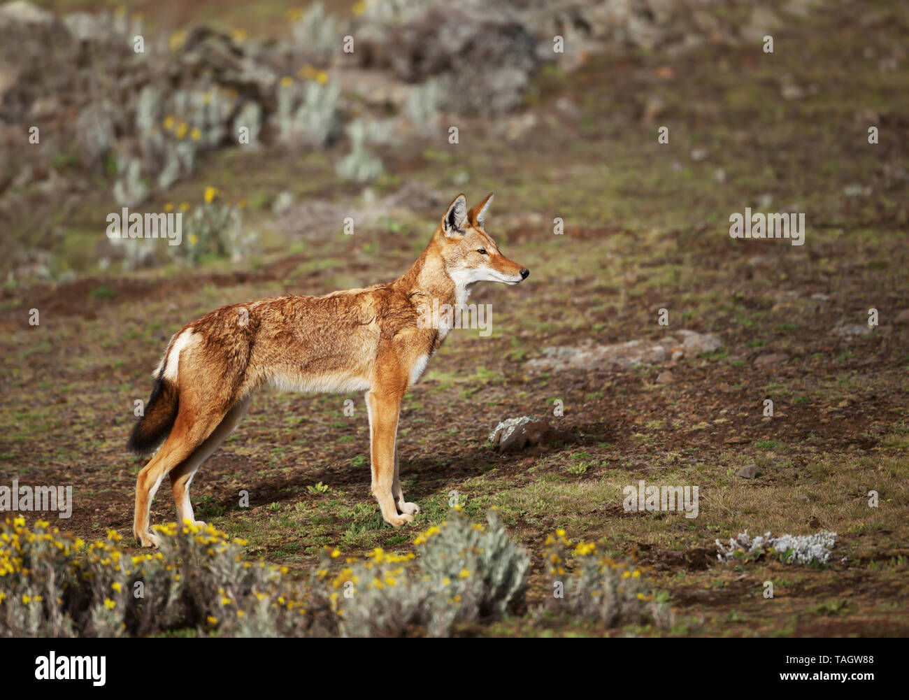Chiudere fino in pericolo di estinzione lupo etiope (Canis simensis) - canide lo nativo di altopiani etiopi, montagne di balle, Etiopia. Foto Stock