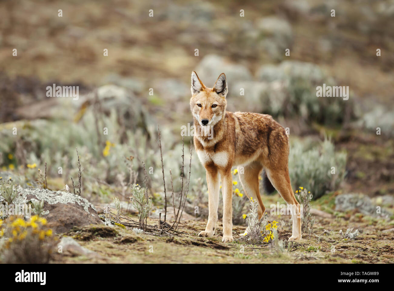 Chiudere fino in pericolo di estinzione lupo etiope (Canis simensis) - canide lo nativo di altopiani etiopi, montagne di balle, Etiopia. Foto Stock