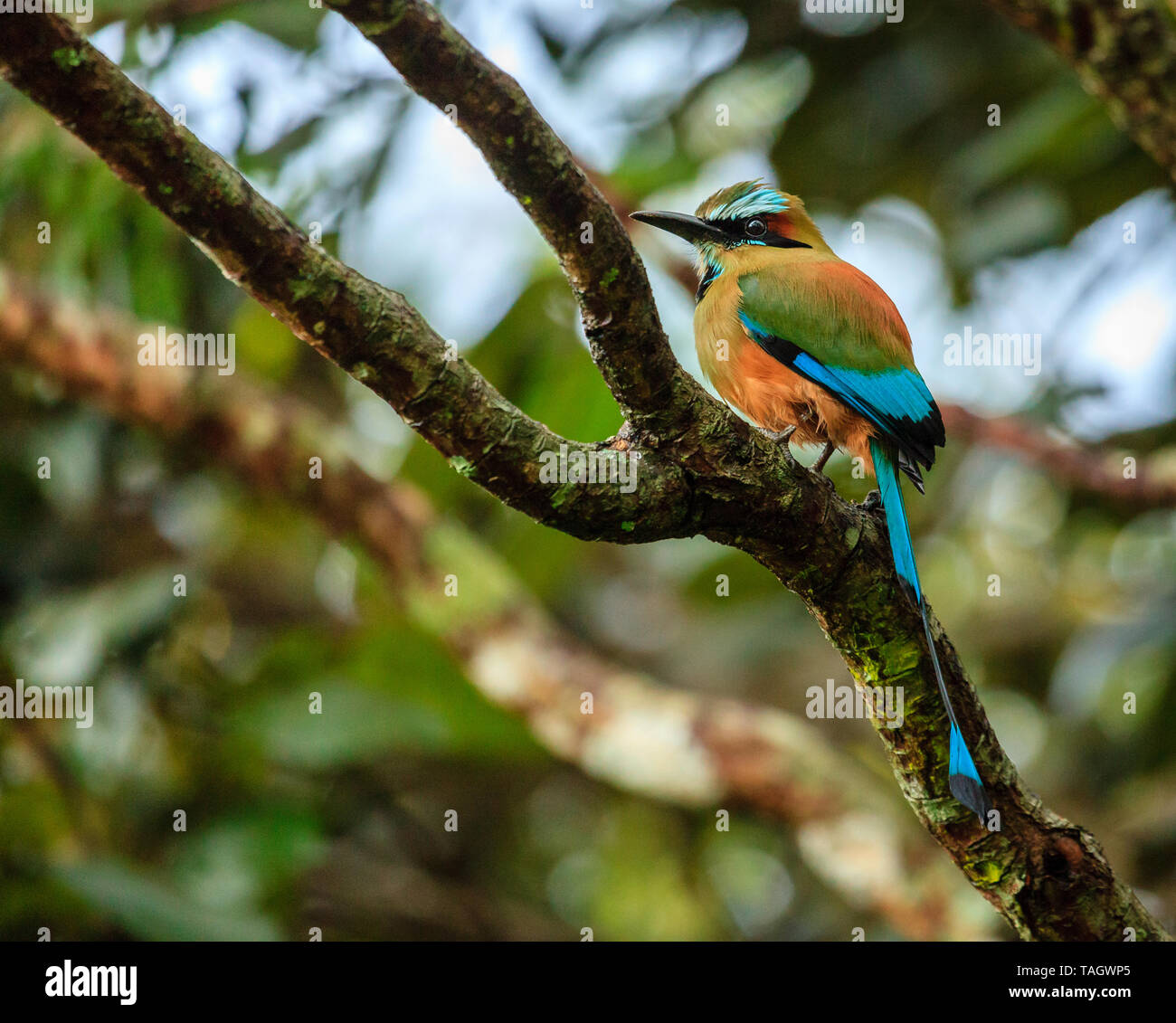 Turchese-browed motmot (Eumomota superciliosa) in Rincon de la Vieja National Park in Costa Rica Foto Stock