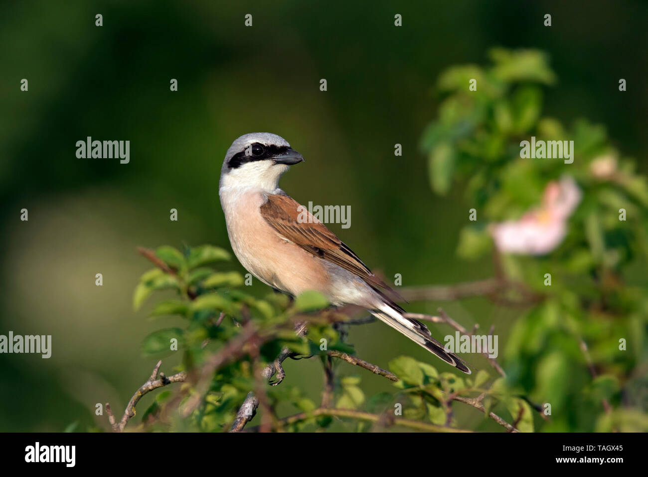 Red-backed shrike (Lanius collurio) maschio arroccato nella struttura ad albero / boccola Foto Stock