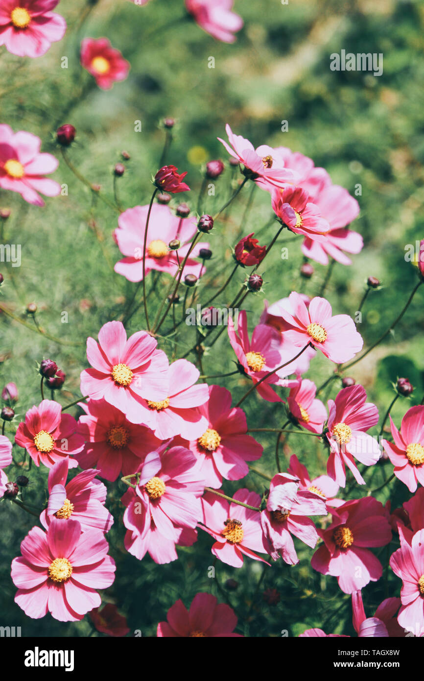 Bella rosa fiori cosmos in presenza di luce solare Foto Stock