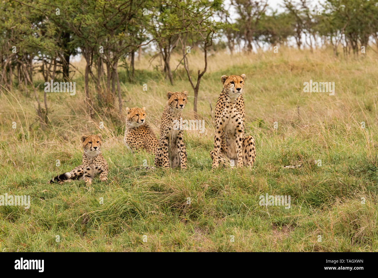 Gruppo di famiglia ghepardo seduto a guardare per il preyi n il Masai Mara, Kenya Foto Stock