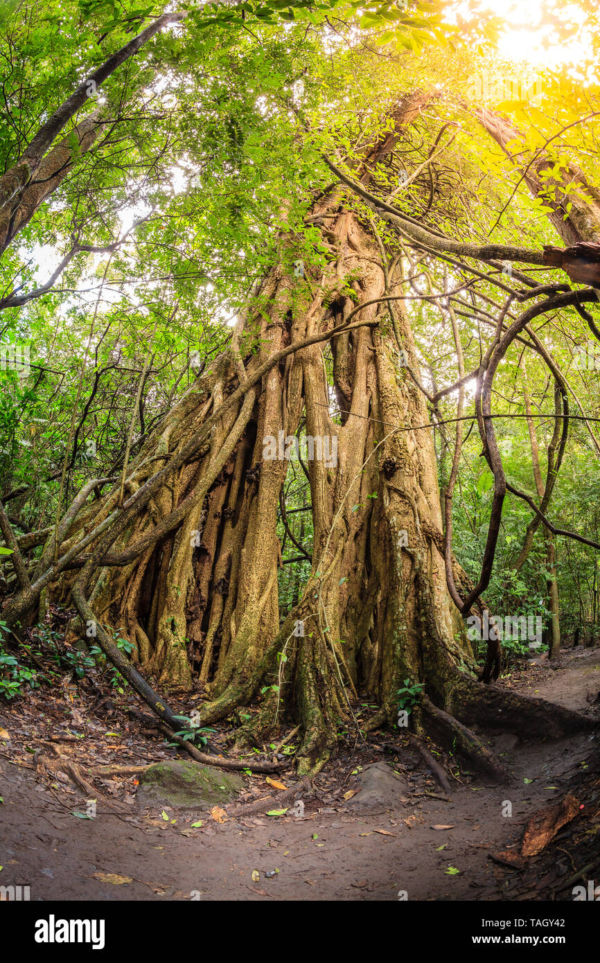 Strangler fig tree in Rincon de la Vieja National Park Foto Stock