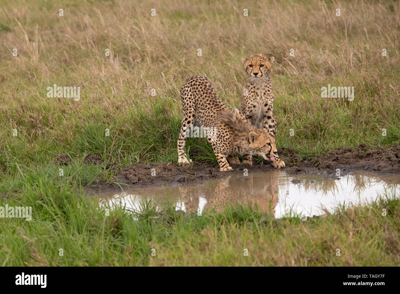 Due Cheetah che bevono al foro di acqua riflesso nell'acqua n il Masai Mara, Kenia Foto Stock Due Cheetah che bevono al foro di acqua riflesso nell'acqua n il Masai Mara, Kenia Foto Stock