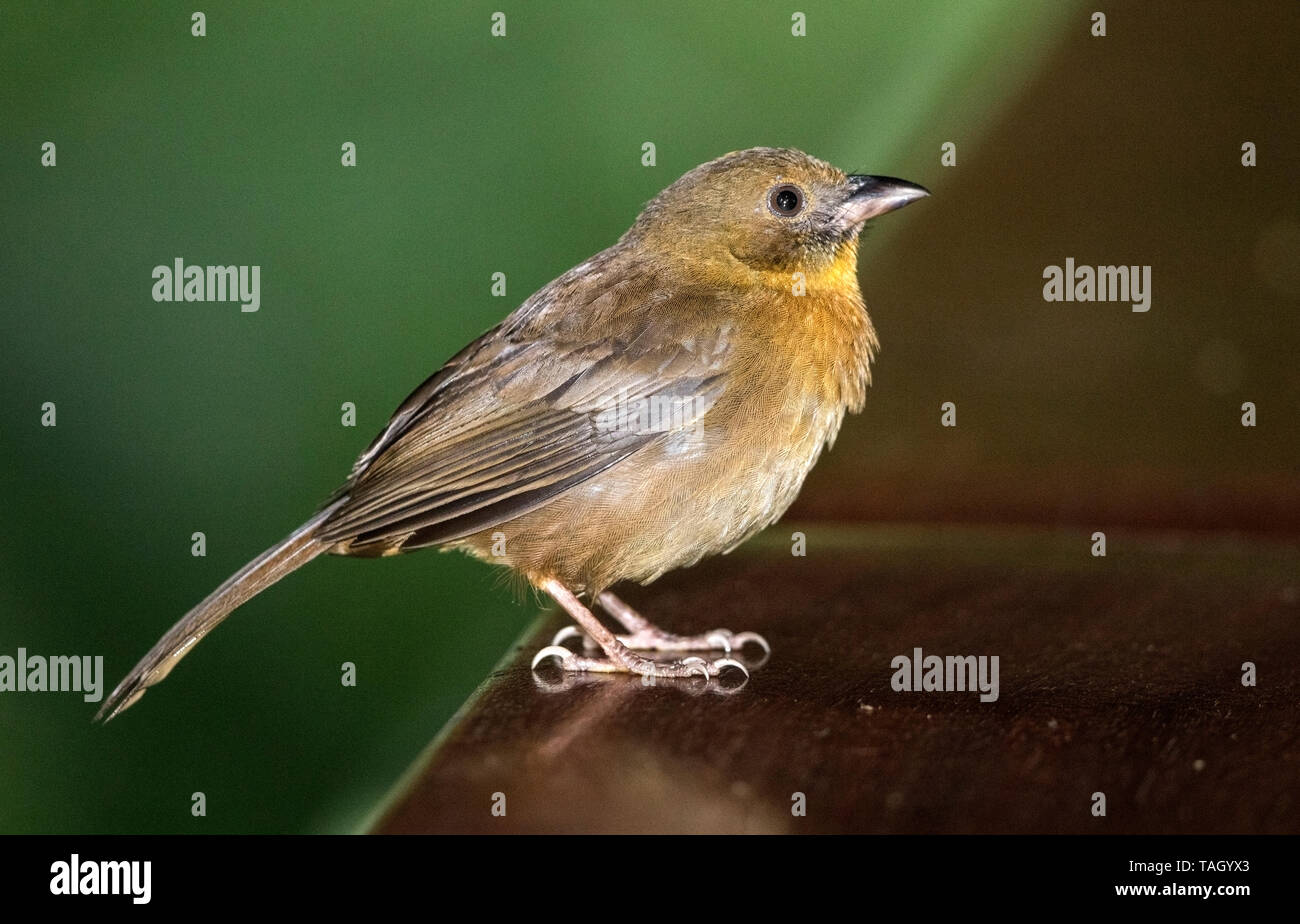 Rosso-throated Tanager Ant, La Selva, Costa Rica 27 Marzo 2019 Foto Stock