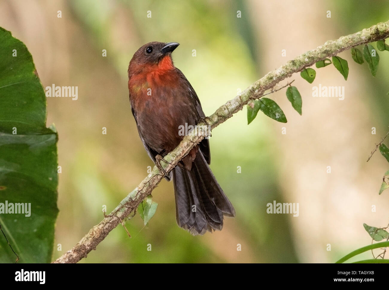 Rosso-throated Tanager Ant, La Selva, Costa Rica 27 Marzo 2019 Foto Stock