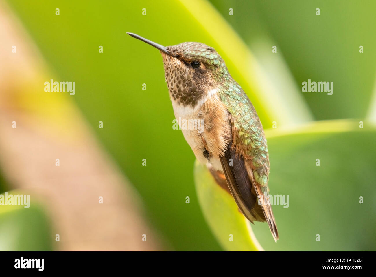 Scintillante Hummingbird, Savegre, Costa Rica 4 Aprile 2019 Foto Stock