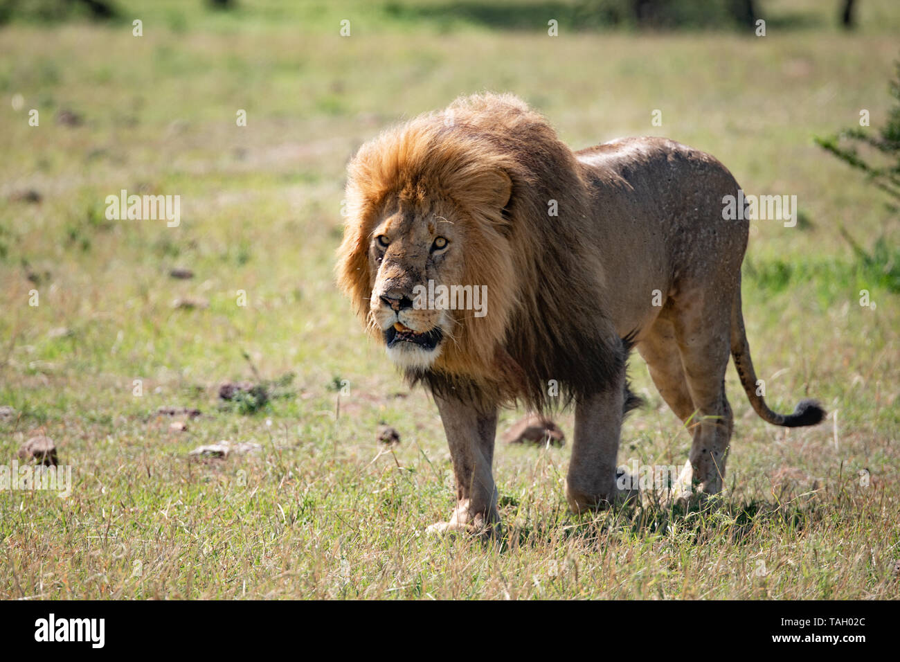 Primo piano di Leone Male mentre cammina davanti alla macchina fotografica nel Masai Mara, Kenya Foto Stock