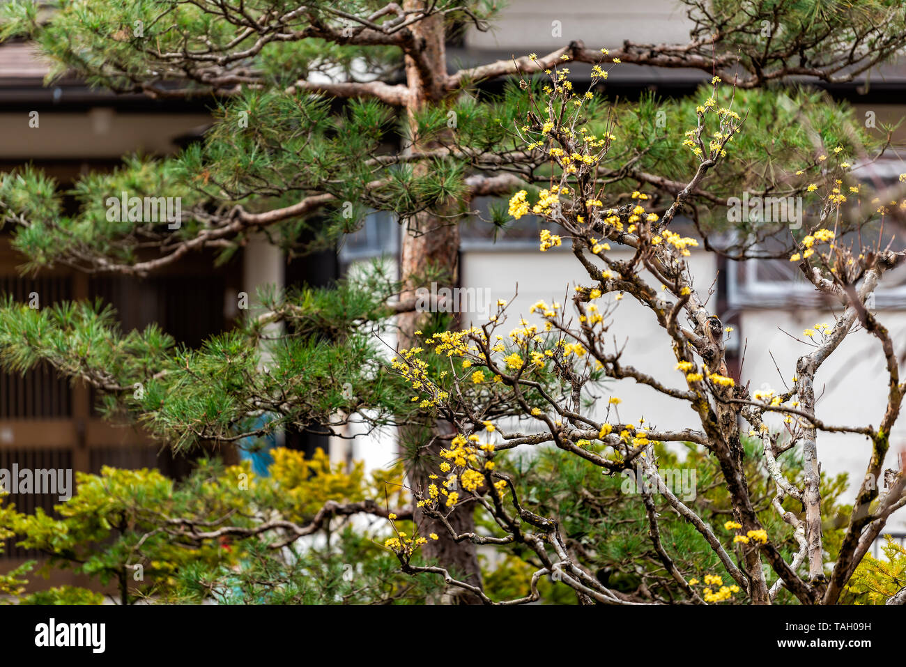 Corniolo a inizio primavera con gemme di colore giallo fioritura apertura a Takayama, Prefettura di Gifu, Giappone giardino con edificio tradizionale in backgr Foto Stock