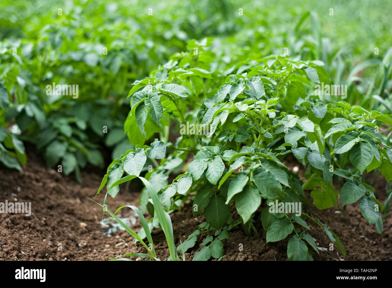 Cresciuta sana pianta di patata sul campo Foto Stock