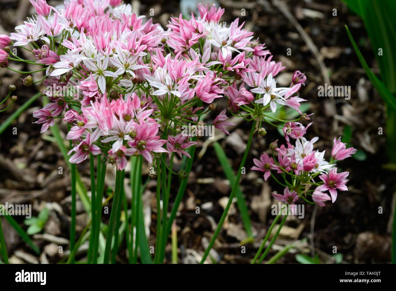 Allium cameleon fiori Foto Stock