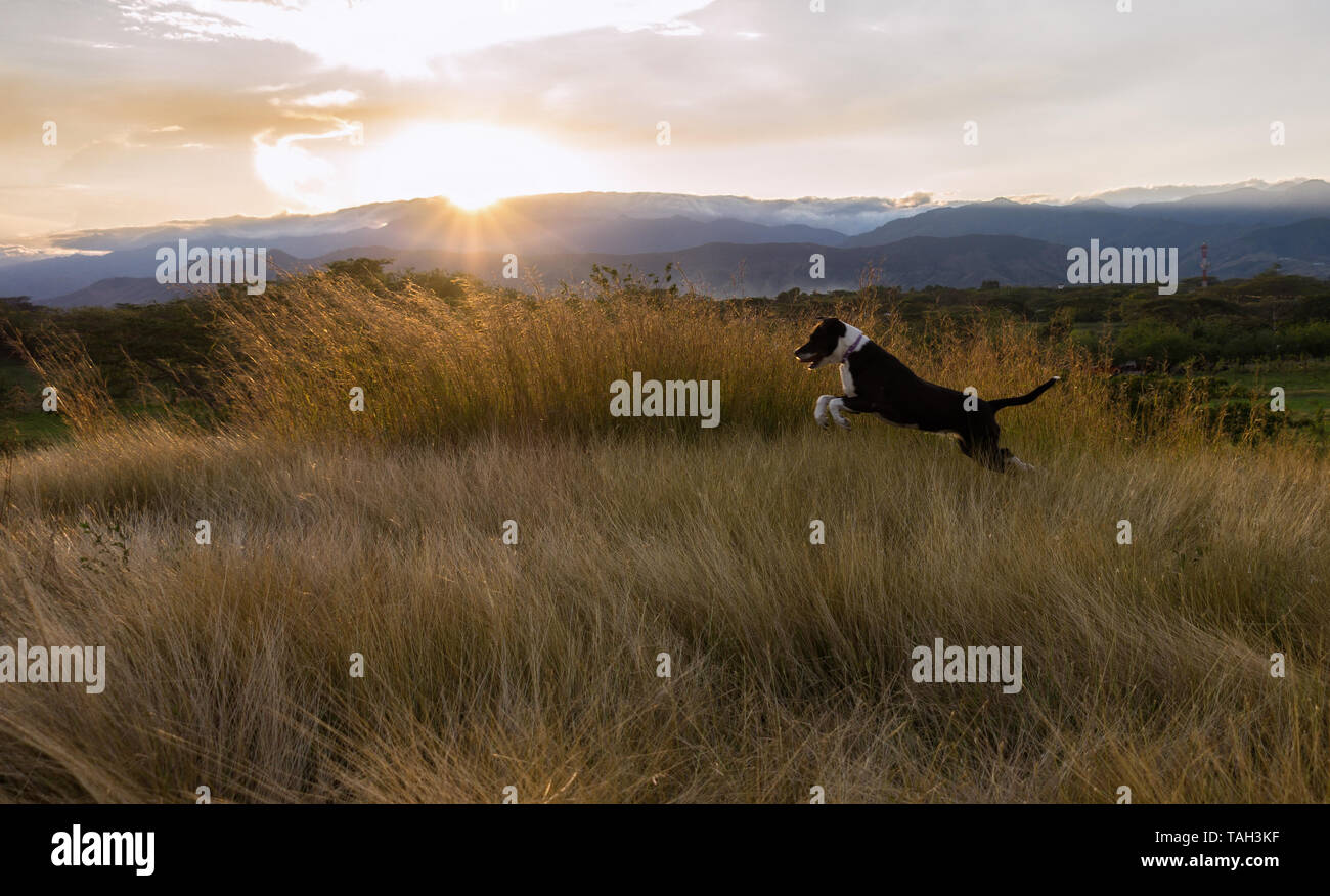 Il grazioso cucciolo godendo il paesaggio naturale Foto Stock