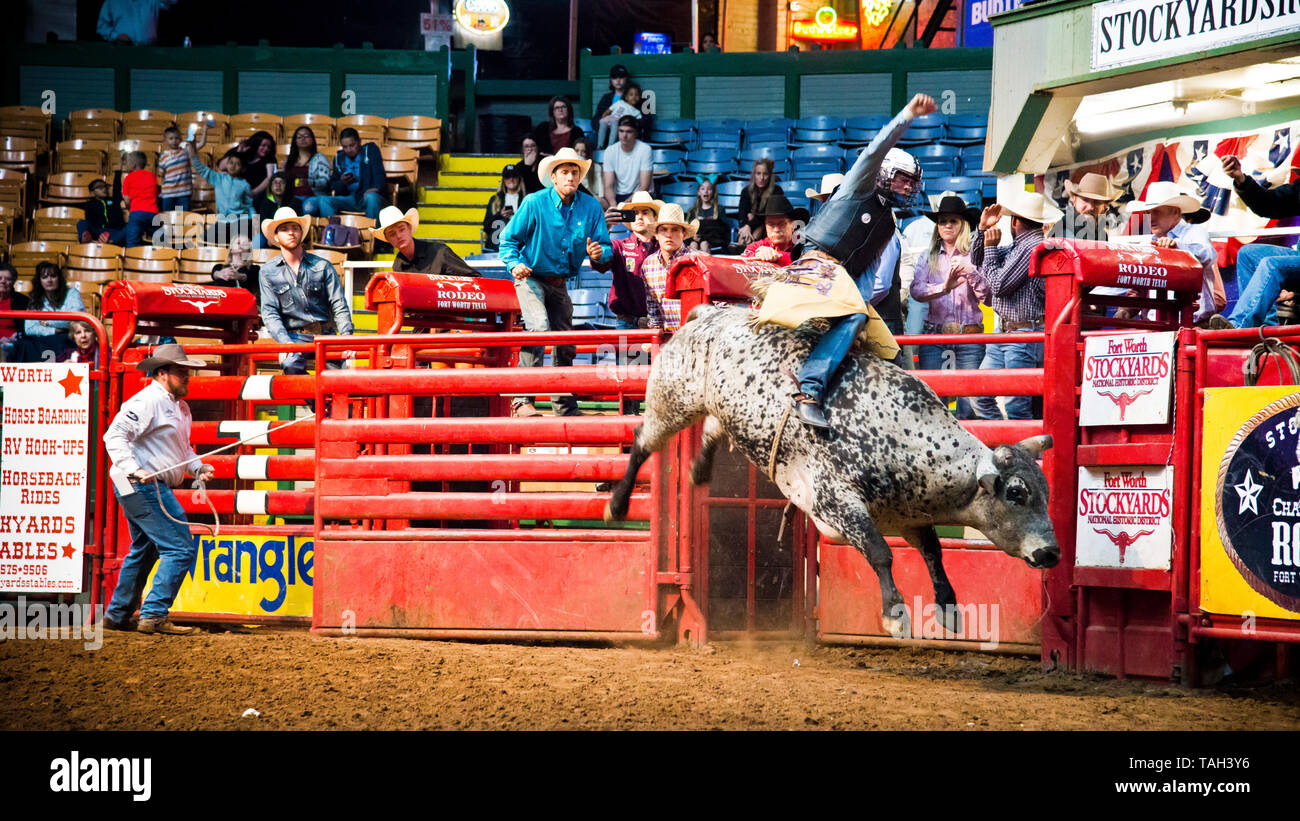 rodeo bull riding, evento sportivo estremo, braccio cowboy in aria come egli cerca di cavalcare grande toro, colosseo, Fort Worth, magazzini, Texas, USA, Foto Stock