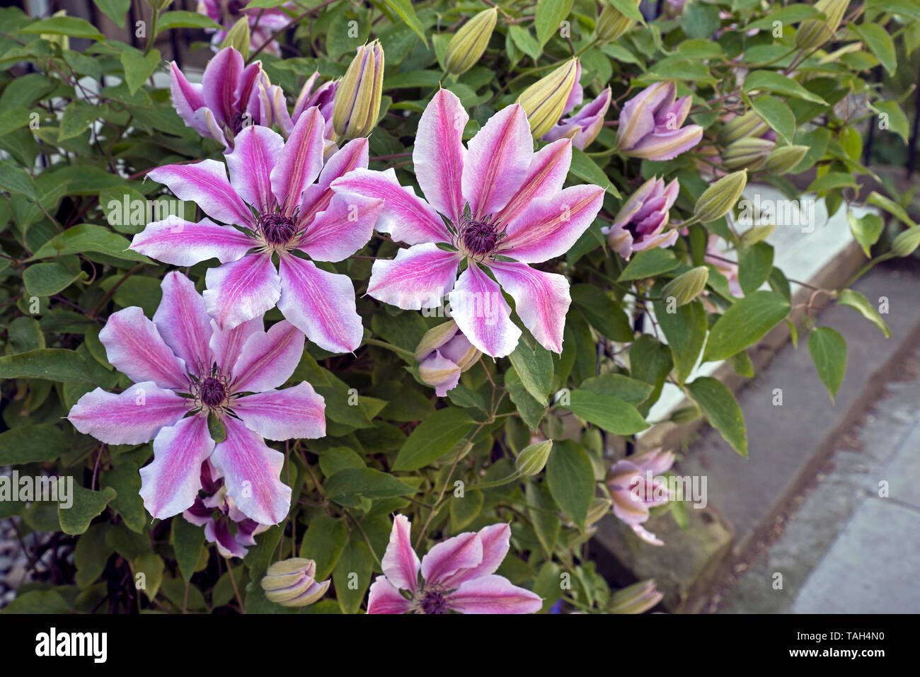 Rosa e Bianco la clematide in fiore su un giardino recinto a Edimburgo, Scozia. Foto Stock