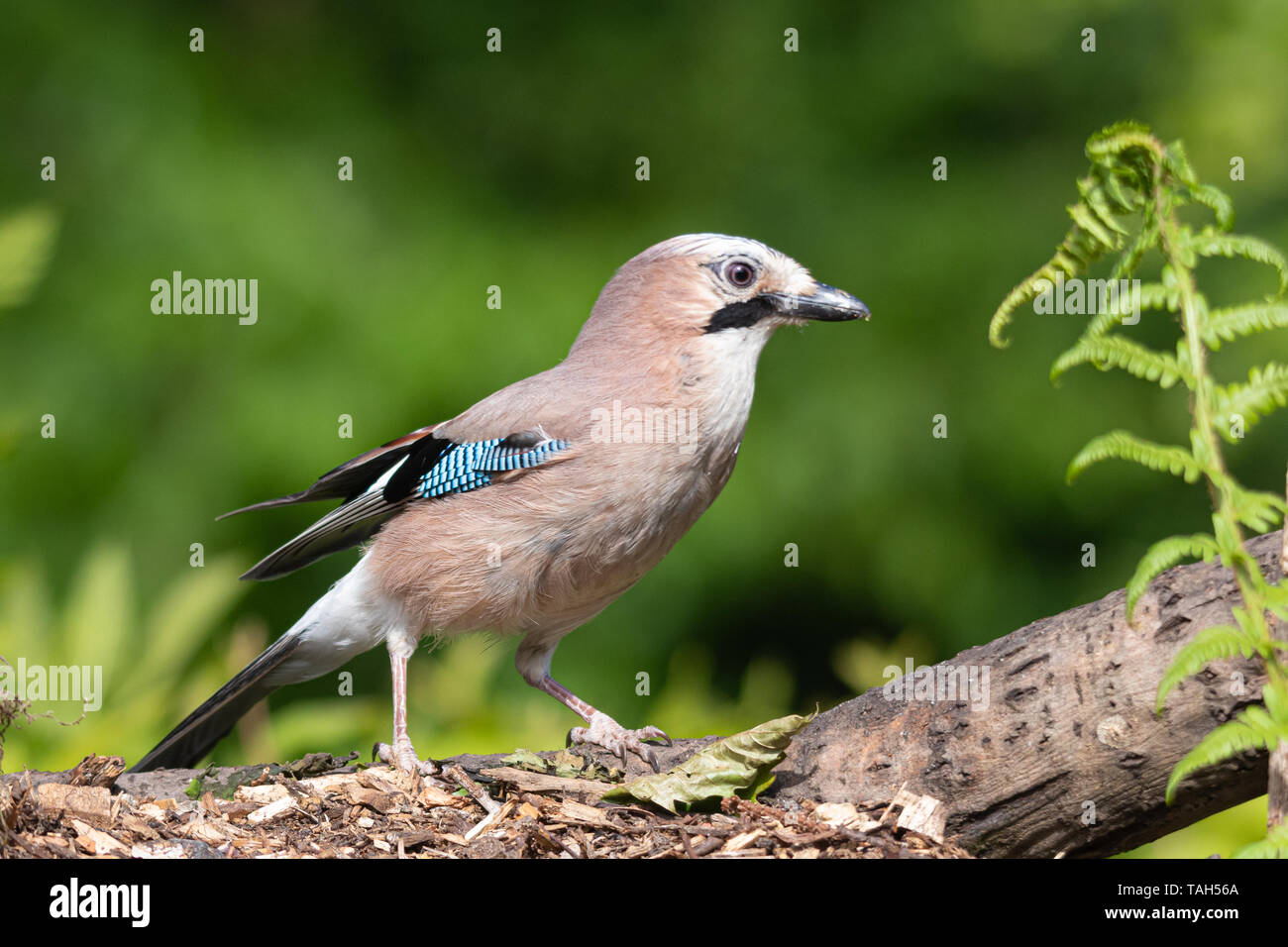 Jay (Garrulus glandarius), una grande e colorata uccello del corvo o famiglia corvid, REGNO UNITO Foto Stock
