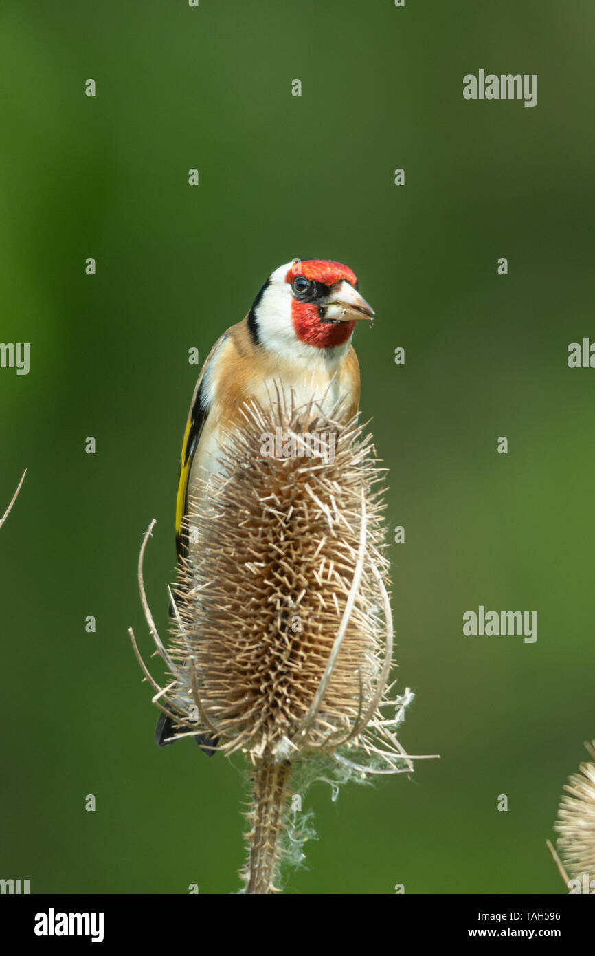 Cardellino uccello (Carduelis carduelis), un colorato british finch, UK, alimentazione su teasel semi Foto Stock