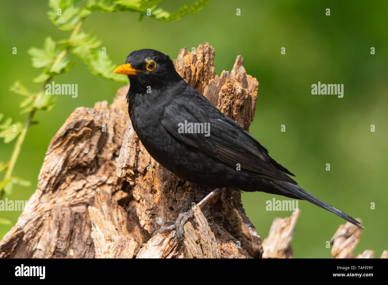 Merlo maschio (Turdus merula), un comune british garden bird, durante la primavera Foto Stock