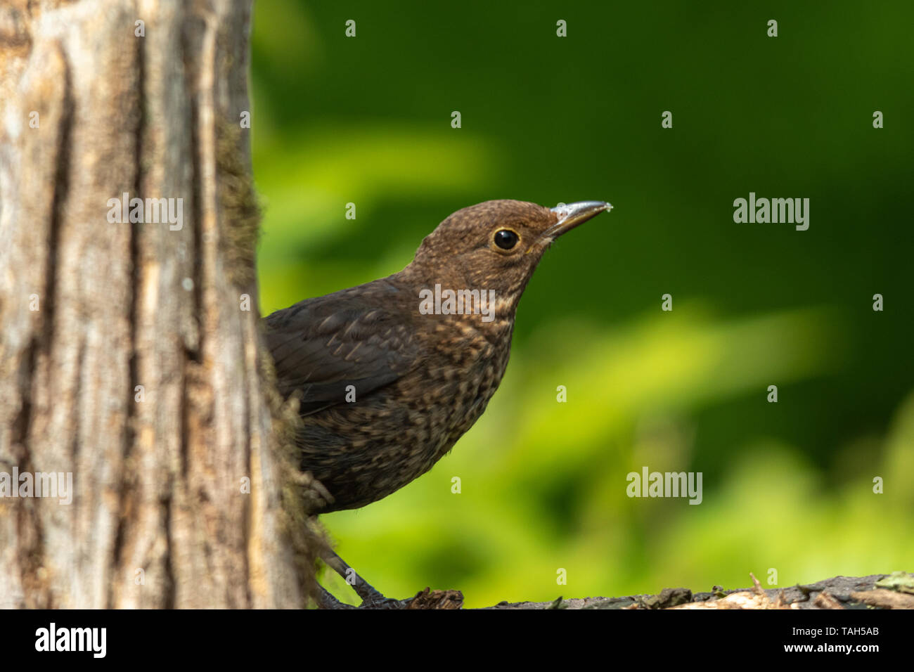 Merlo femmina (Turdus merula), un comune british garden bird, durante la primavera Foto Stock