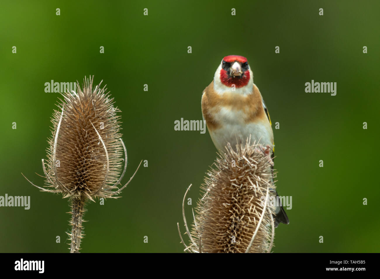 Cardellino uccello (Carduelis carduelis), un colorato british finch, UK, alimentazione su teasel semi Foto Stock
