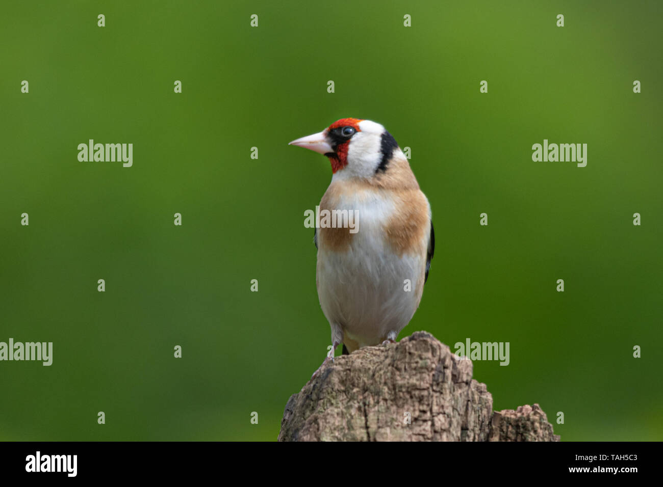 Cardellino uccello (Carduelis carduelis), un colorato british finch, REGNO UNITO Foto Stock