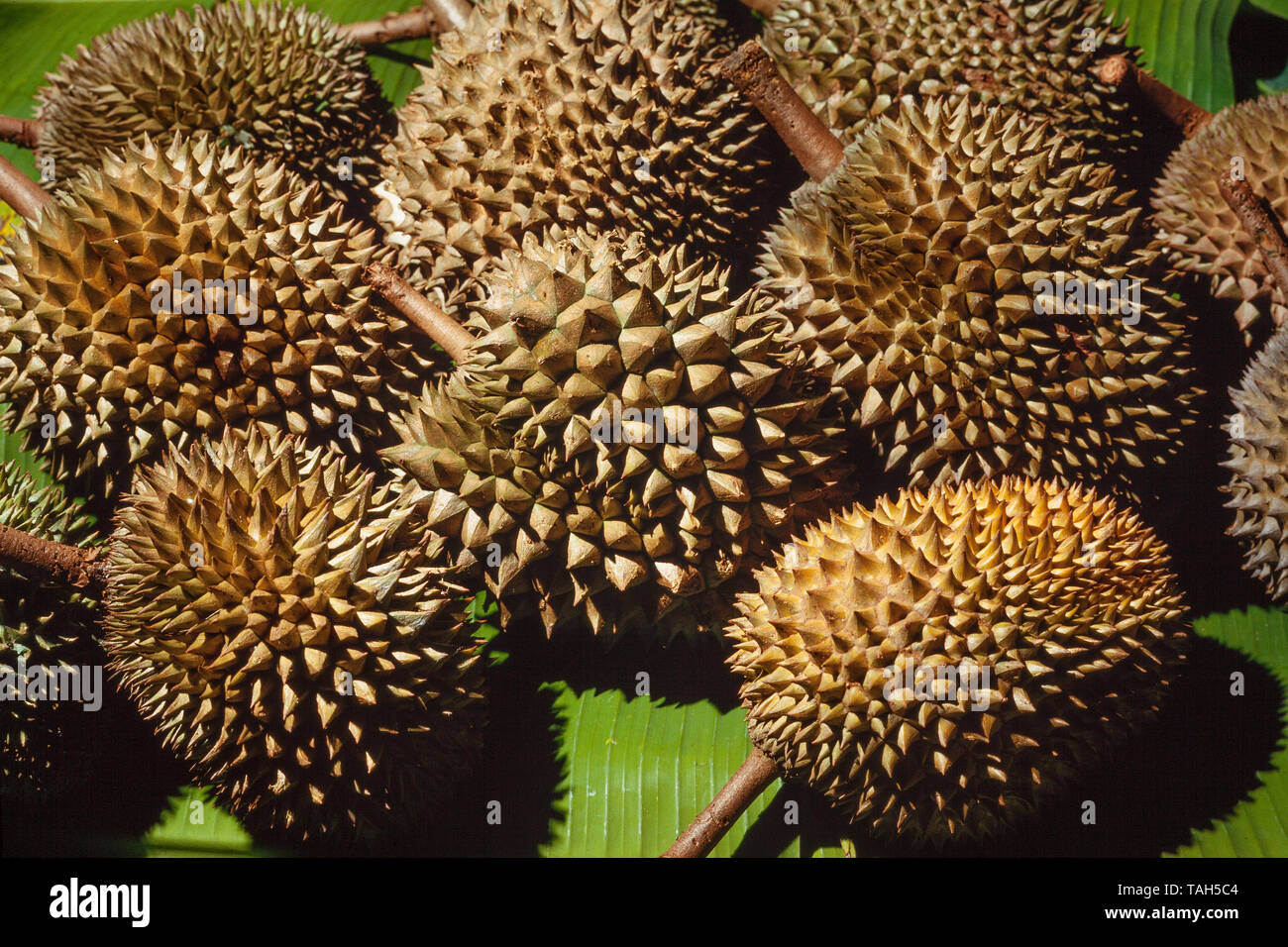 Frutta Durian, Durio sp., il re della frutta. Foto Stock