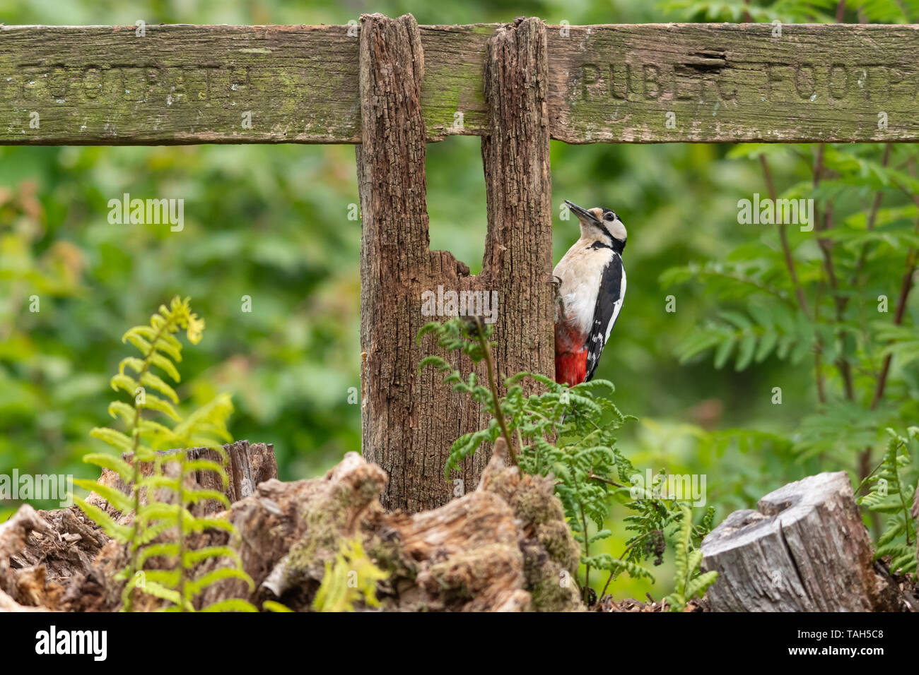 Picchio rosso maggiore (Dendrocopos major), un uccello di bosco, durante il mese di maggio, UK, su una tavola di legno sentiero pubblico segnaletica Foto Stock