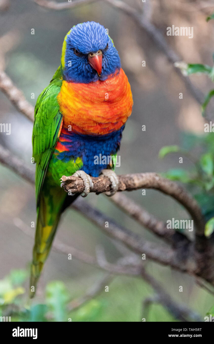 Colorato Rainbow Lorikeet, Australia Foto Stock