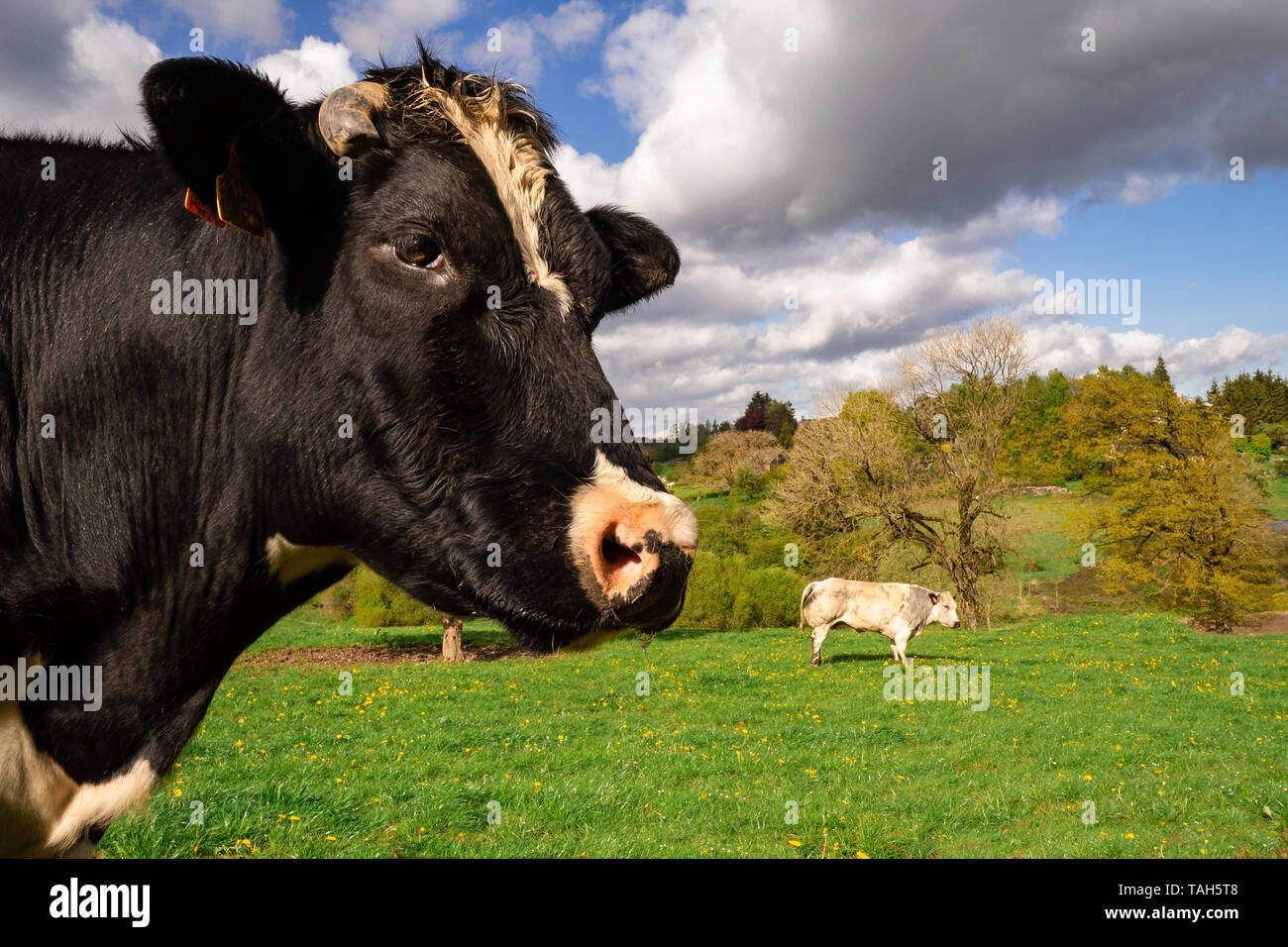 Due mucche nel prato Foto Stock