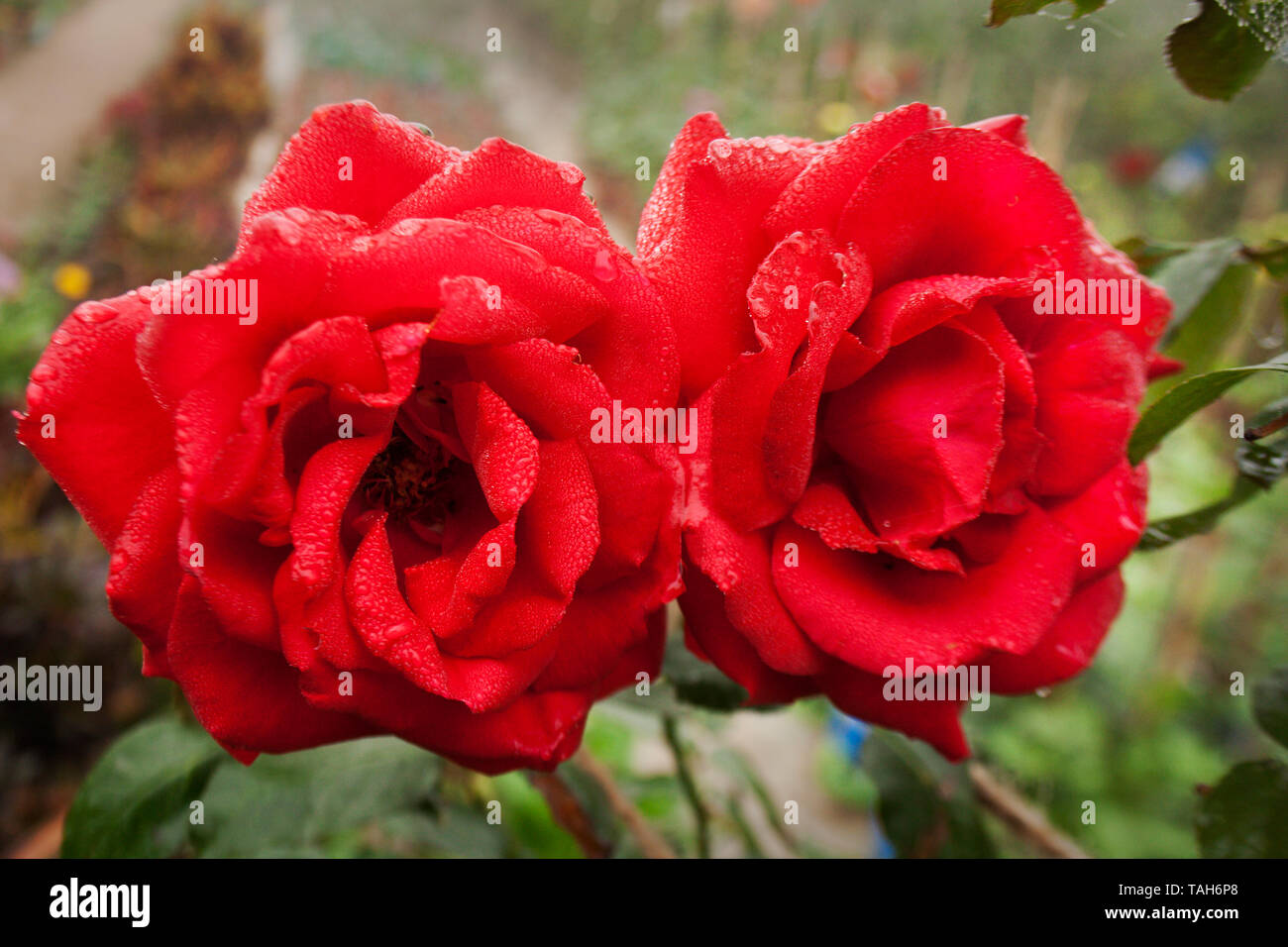 Rose noto anche come Golap, Gulab Rosa plantation a Birulia, Savar. Khulna, Bangladesh. Foto Stock