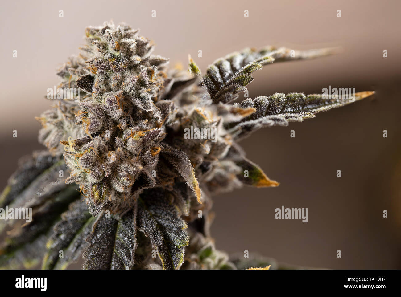 Nug Bud Marijuana Cannabis concetto Macro vicino impianto di dettaglio tricoma peli rosso foglia verde Foto Stock