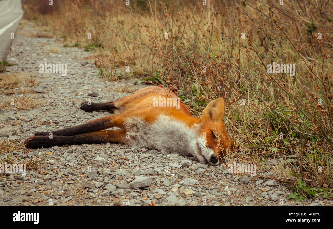 Fox morto sul bordo della strada Foto Stock