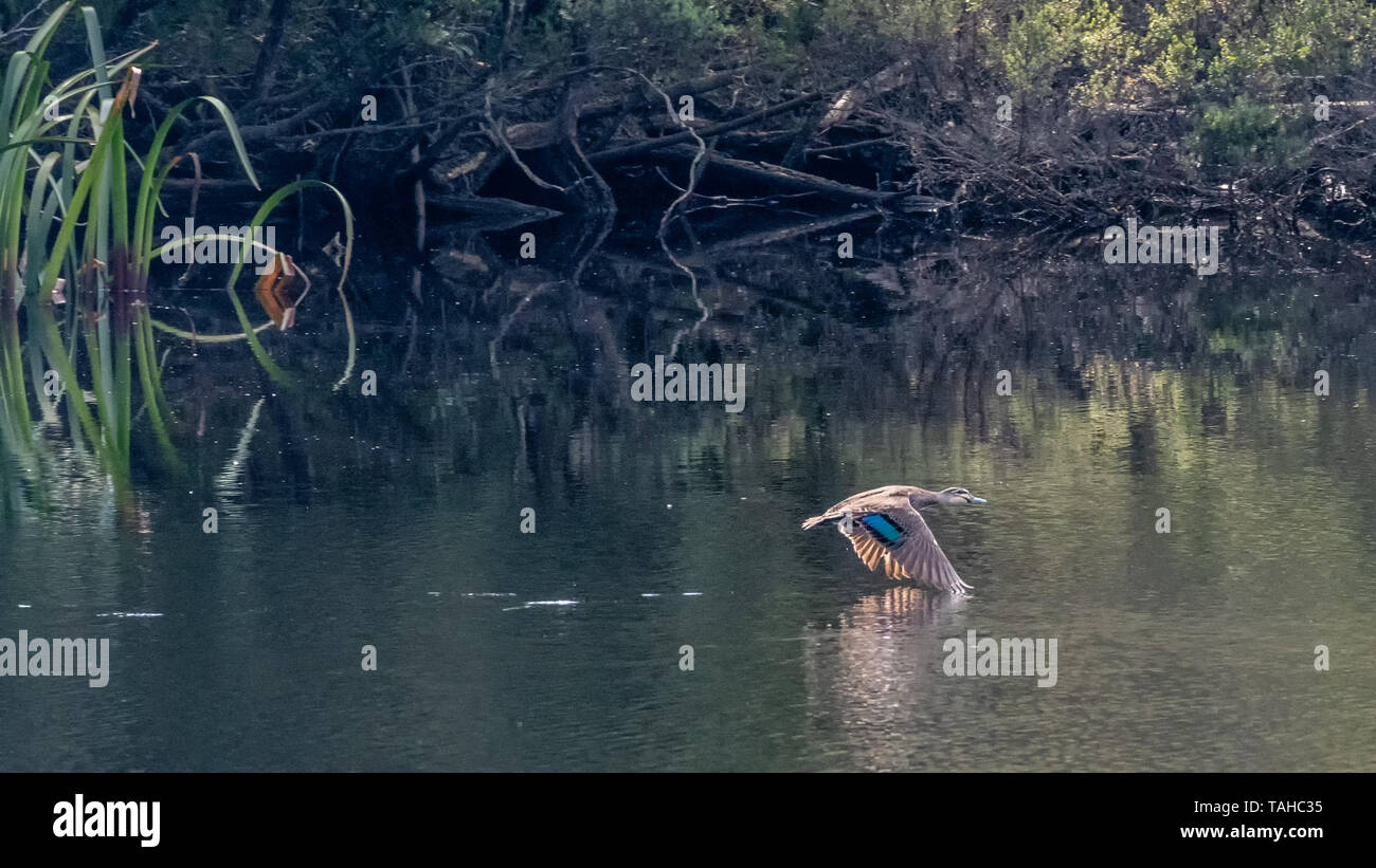 Pacific Black Duck (Anas superciliosa), Flying Foto Stock