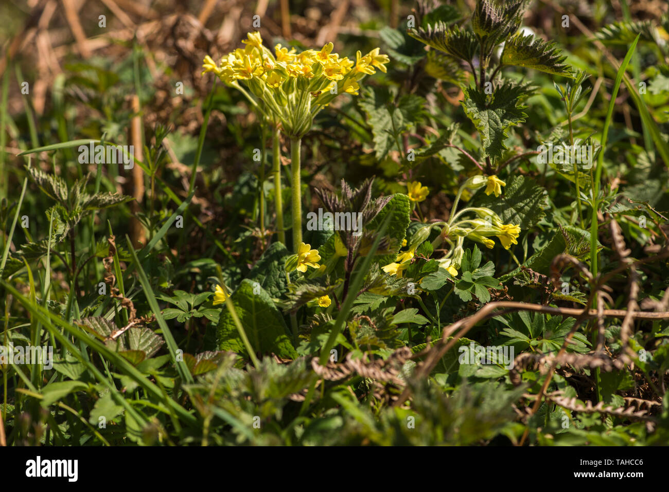 Hybrid Cowslip Primrose, da impollinazione incrociata, una variazione genetica trovata in Saltburn Gill Foto Stock