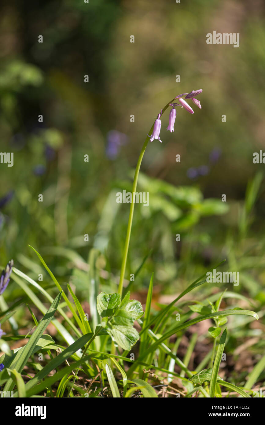 Wild bluebell (Hyacinthoides non scripta) colorato di lavanda, una variazione genetica, Saltburn Gill, Yorkshire Foto Stock