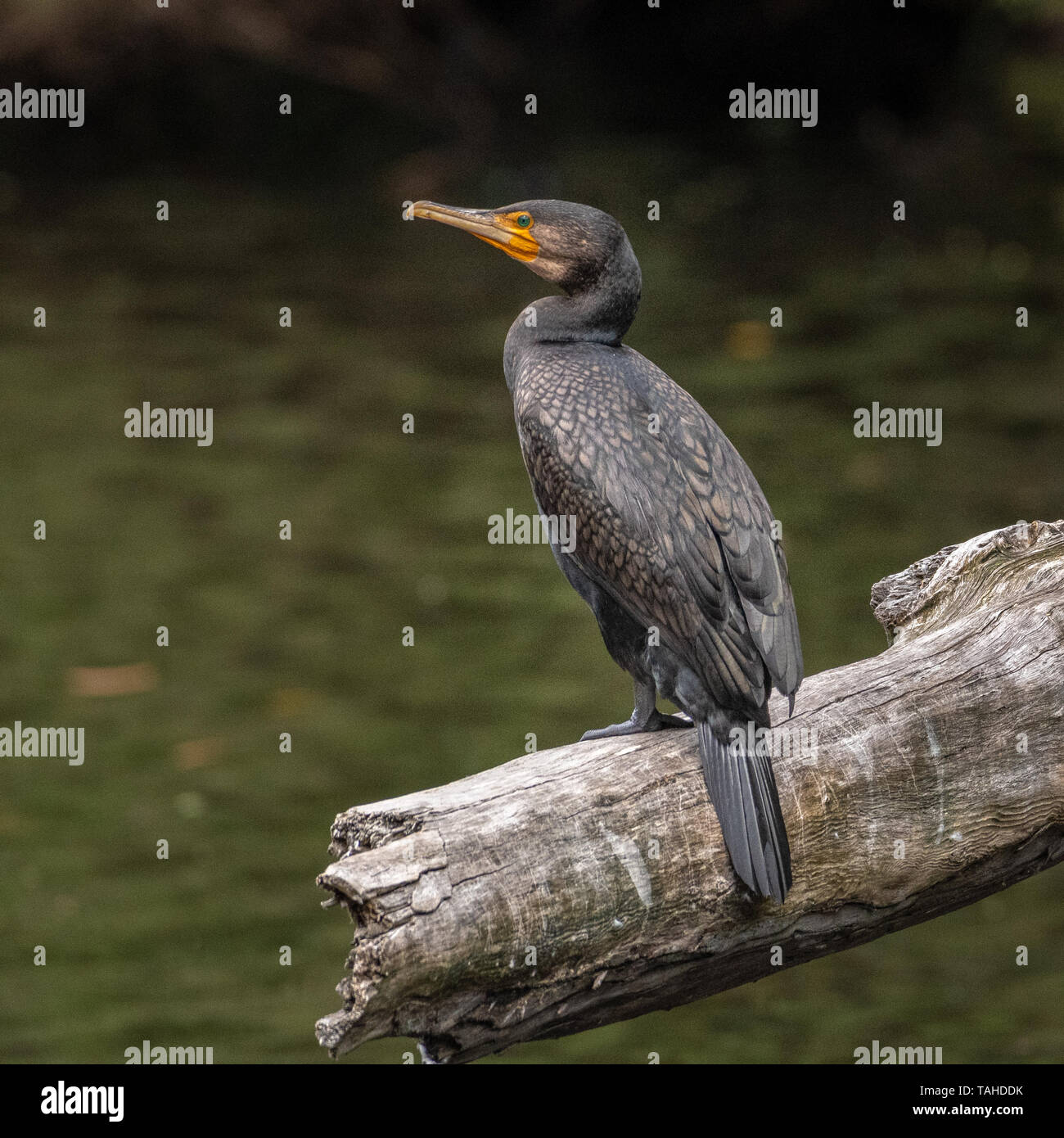 Cormorano Phalacrocorax carbo sinensis ( Phalacrocorax carbo ) Foto Stock