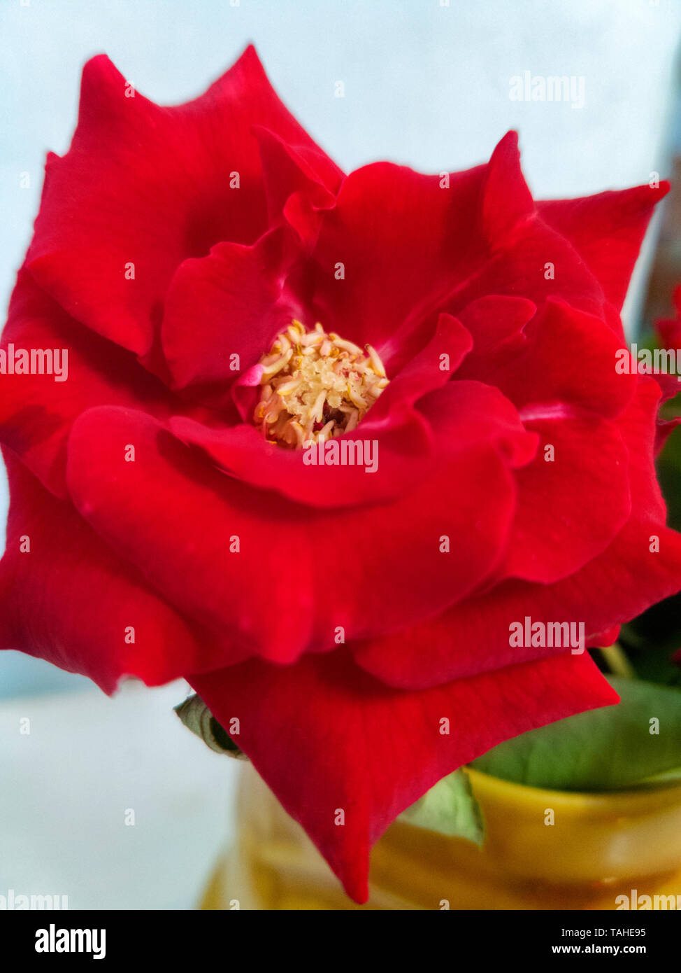 Giardino rose in un bicchiere con acqua Foto Stock